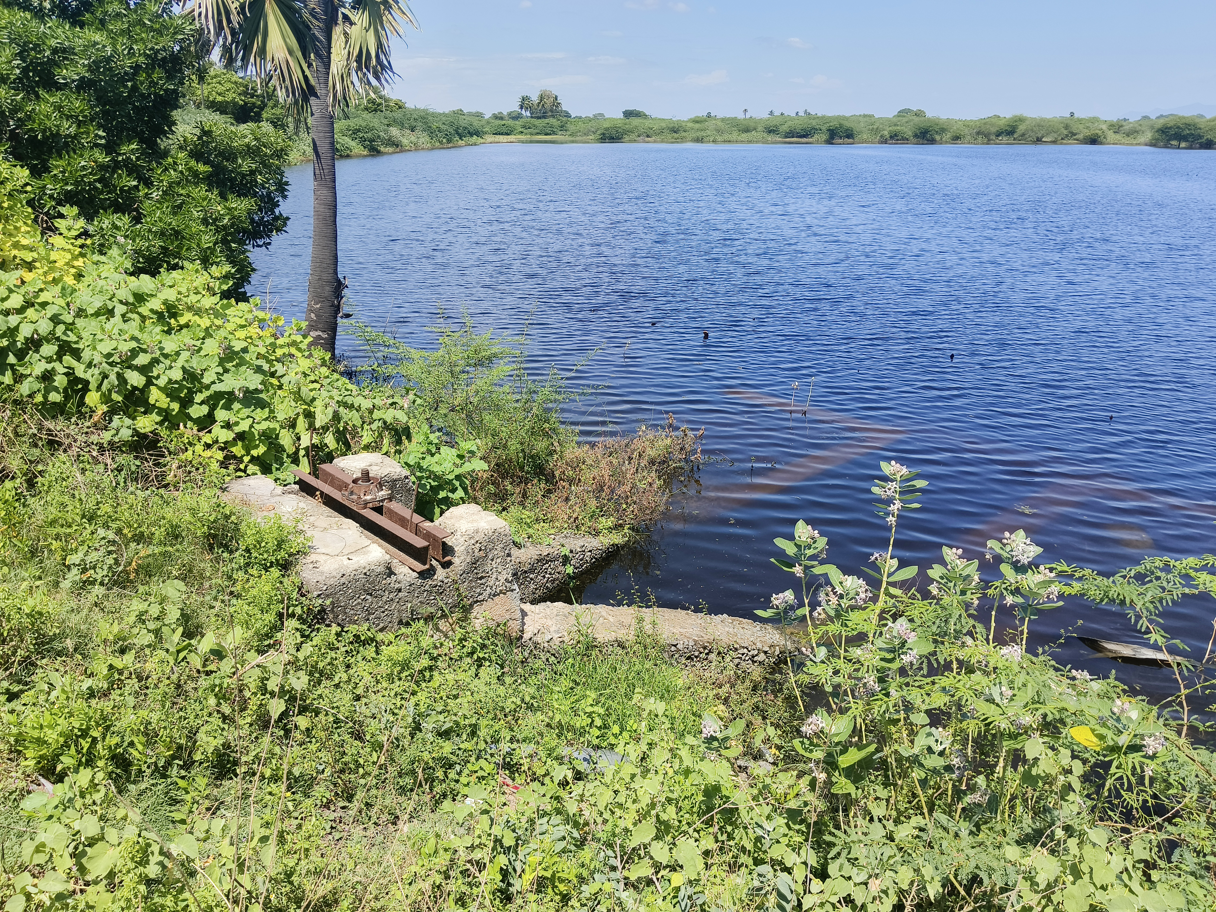 திருவாதவூர் ஏரி