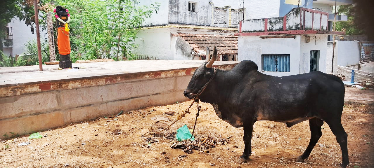 சாலிமரத்தண்டு மற்றும் நேர்த்திக்கடனாக செலுத்தப்பட்ட காளை